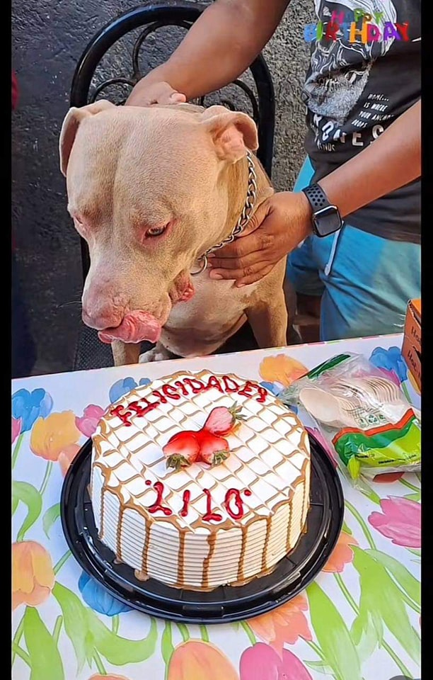 CELEBRAN A PERRITO CUPLEAÑOS CON TODO Y PIÑATA