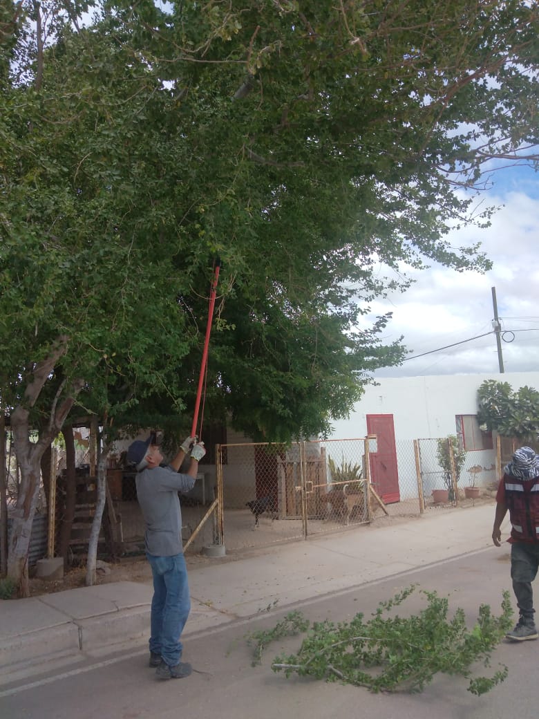 Realiza Ecología Municipal programa de poda de árboles en la ciudad