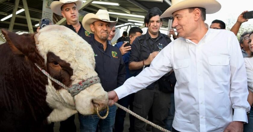 Logra Gobernador Durazo regularizar el ritmo de exportación de ganado a Estados Unidos