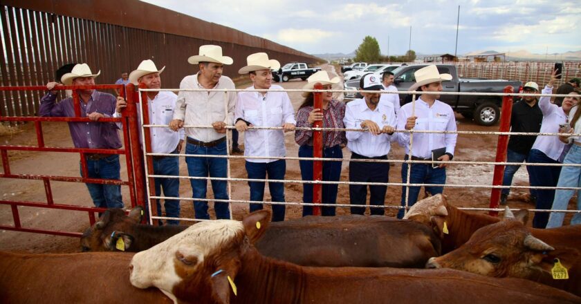Gobernador Durazo reanuda exportación de ganado a Estados Unidos; Sonora es el primer estado en México
