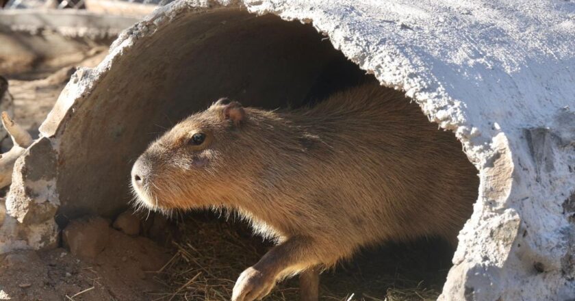 Centro Ecológico de Sonora recibe a más de 16 mil visitantes interesados en conocer a capibara